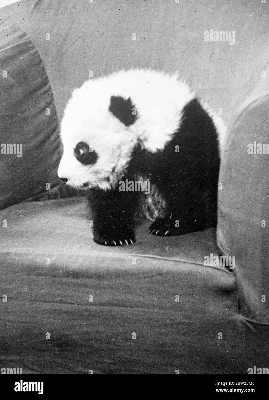 Frau Ruth Harkness Explorer, Witwe eines Explorers, ist es gelungen, ein Baby Giant Panda, eines der seltensten Tiere der Welt, lebendig zu erfassen. 15 Februar 1938 Stockfoto