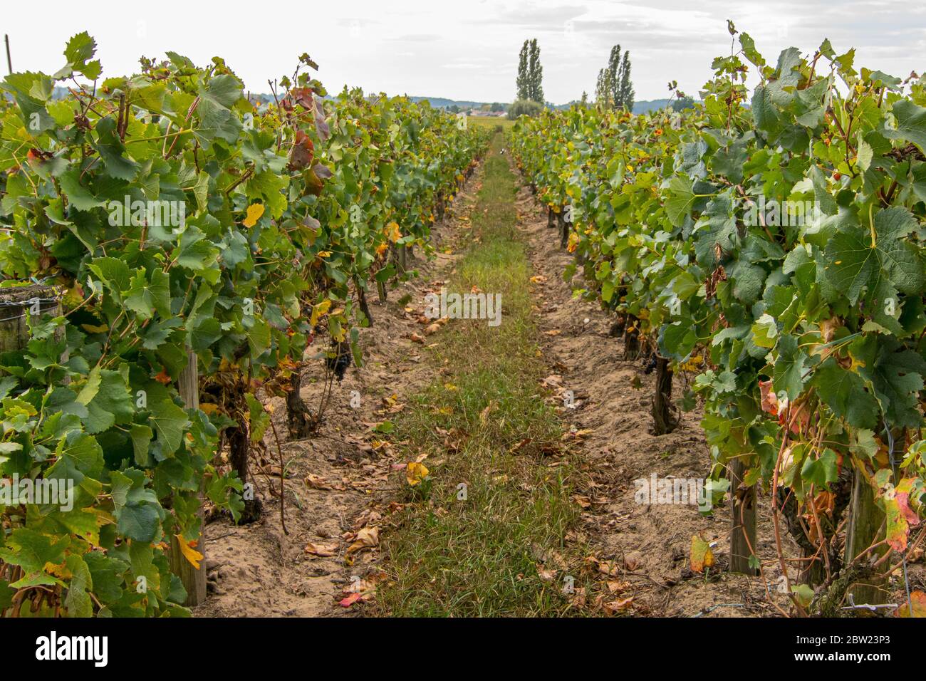 Landschaft von Weinberg Feld in Saint-Emilion. Frankreich Stockfoto