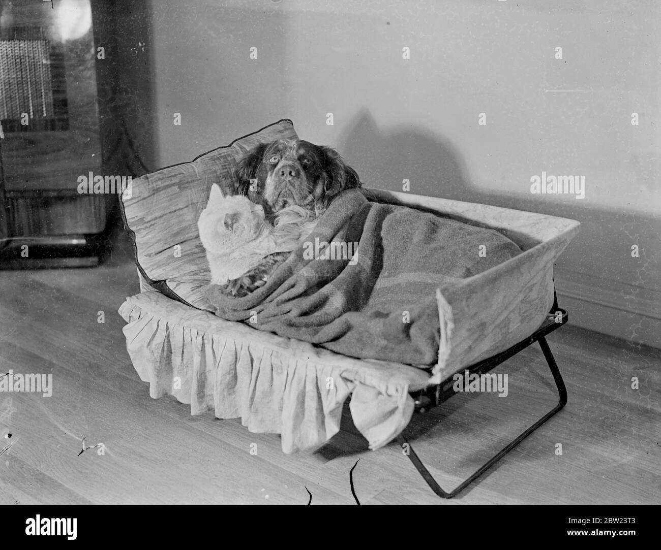 Katze und Hund sind perfekte Schlafpartner. VIM und Vigor, eine Katze und ein Hund von Mrs Lotery aus Hampstead, London, zu solch freundlichen Bedingungen, dass sie sogar perfekte Schlafpartner sind. Nachdem sie von Winnie, dem Zimmermädchen, eingesteckt wurden, lassen sie sich warm zu einer Nacht ungestörter Ruhe, kein Schnarchen und kein Zanken über den Besitz der Bettwäsche nieder. Foto zeigt, Vim, die Katze, und Kraft, der Hund, der ihn von Winnie das Zimmermädchen versteckt. 13 Februar 1938 Stockfoto