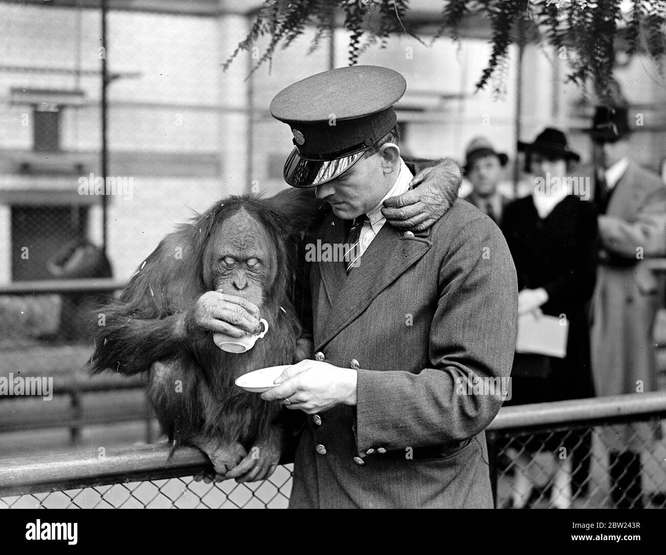 Francis, ein sechsjähriger männlicher Orang-Utan, ist als neuer Partner für Mary, die Rorangutan im Londoner Zoo, aus dem Zoo München gekommen. Seit ihrem Tod hat Mary Schimpansen, einen Affen und einen Pavian als Gesellschaft gehabt, ist aber untröstlich geblieben.Fotoausstellungen: Francis, der Orang-Utan prostet ein paar englische Tees, die sein Pfleger im London Zoo gegeben hat. 17. Oktober 1938 Stockfoto