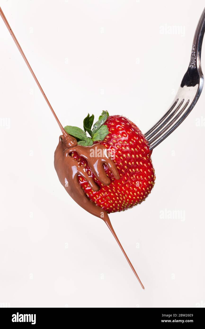 Erdbeere in Schokolade auf einer Gabel auf isoliertem Hintergrund Stockfoto