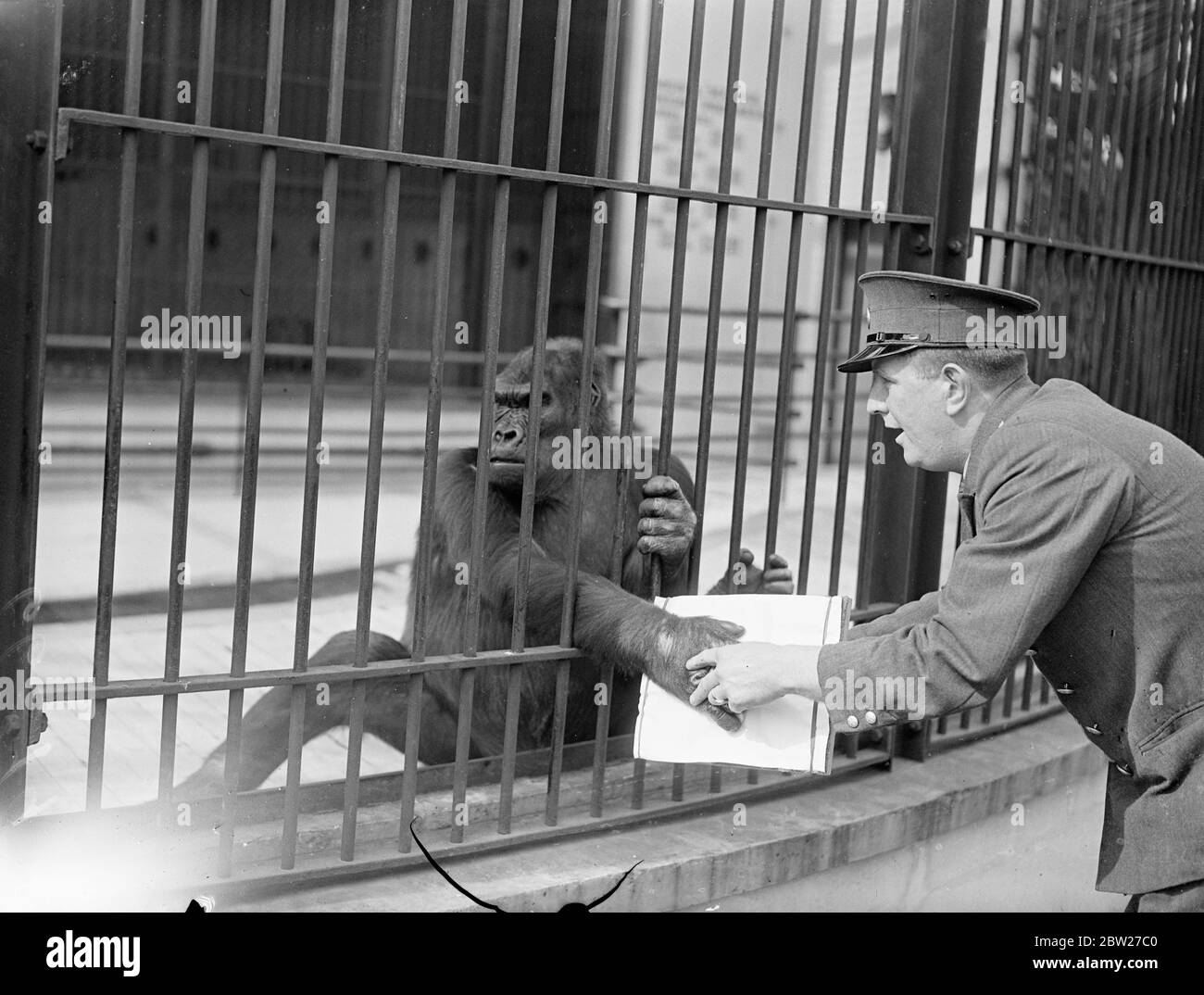 Moina, der Gorilla des Londoner Zoos, sieht angemessen hart aus, als die Torhüterin R. Smith ihre Fingerabdrücke nimmt. Keeper Smith hatte versucht, die Fingerabdrücke der Gorillas Mok und Moina zum Vergleich zu nehmen, und hat es sehr lebhaft gemacht. Juli 1937 Stockfoto