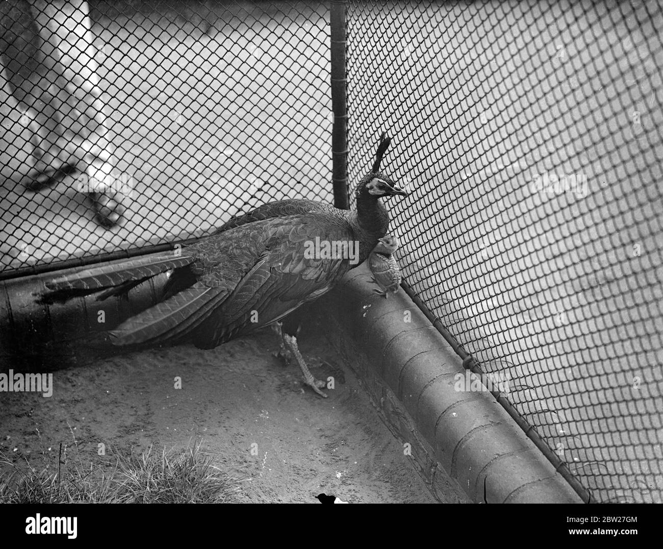 Ein Peahen, der an Frostbiss litt und seine Zehen verlor, wurde zum schmerzlosen Tod in einer tödlichen Kammer im London Zoo verurteilt. Aber die Henne entkam, sich in einem der Paddocks niederlassen und selten eine Familie. Sie wurde gerührelt. [pfau] 27. Juni 1937 Stockfoto
