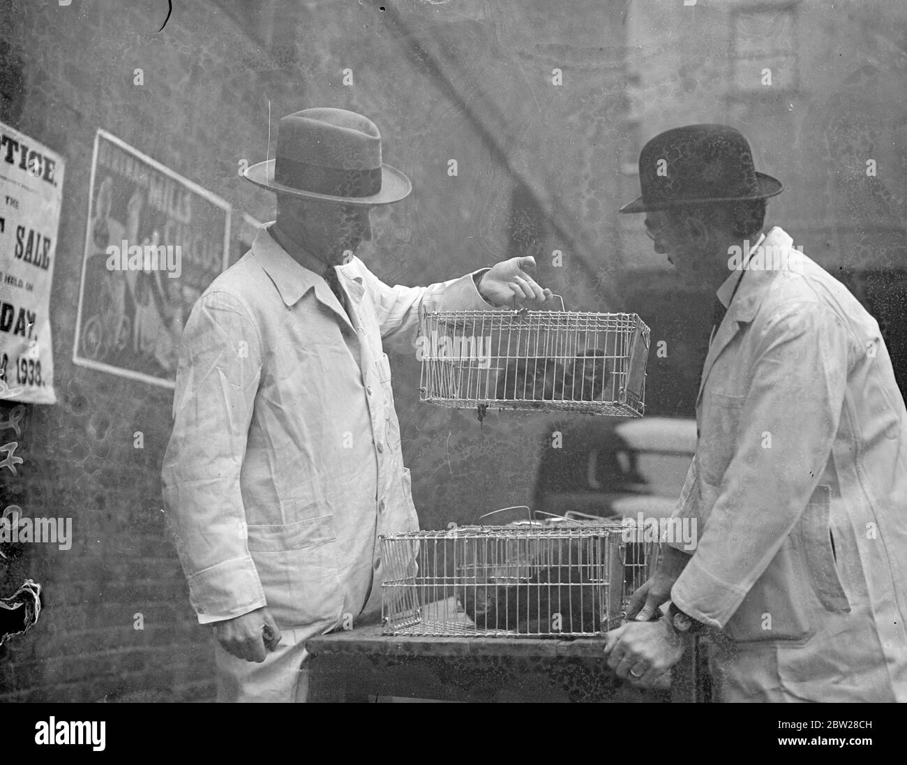 Bei einer Londoner Show wird Nerz beurteilt. Die Pelztragende Tierschau hat in Tattersalls, Knightsbridge, eröffnet. Foto zeigt, Experten beurteilen Nerz in einem Käfig. Januar 1938 Stockfoto