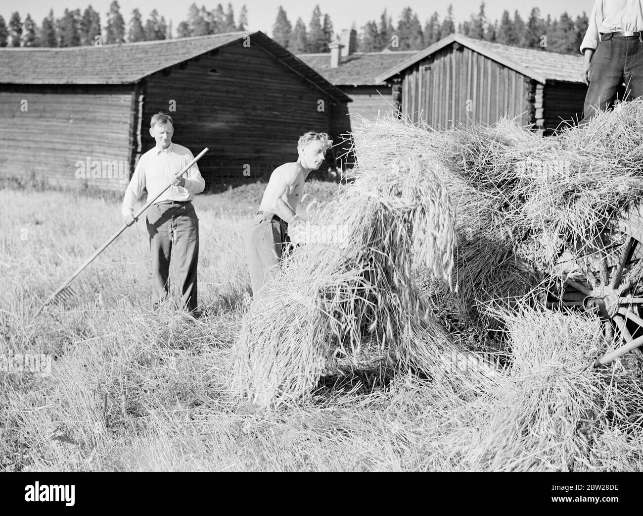 Farmers Finland - Finnish Daily Life Forest Academy of Korkeakoski 1939 aus einer Serie Diese Männer bauten die Mannerheim Linie - die finnische Zone der Grenzbefestigungen wurde vollständig von der finnischen Bevölkerung entworfen und gebaut. Finnische Ingenieure begannen die Arbeit auf der Linie im Jahr 1937, aber es war nicht bis in diesem Sommer im Jahr 1939, dass die Arbeiten beschleunigt und abgeschlossen. Dann, im Bewusstsein der Gefahren einer schwachen Grenze, gaben junge finnische Männer und Studenten ihre Sommerferien auf, um freiwillig beim Bau von Panzerfallen und Befestigungsanlagen zu helfen. Stockfoto