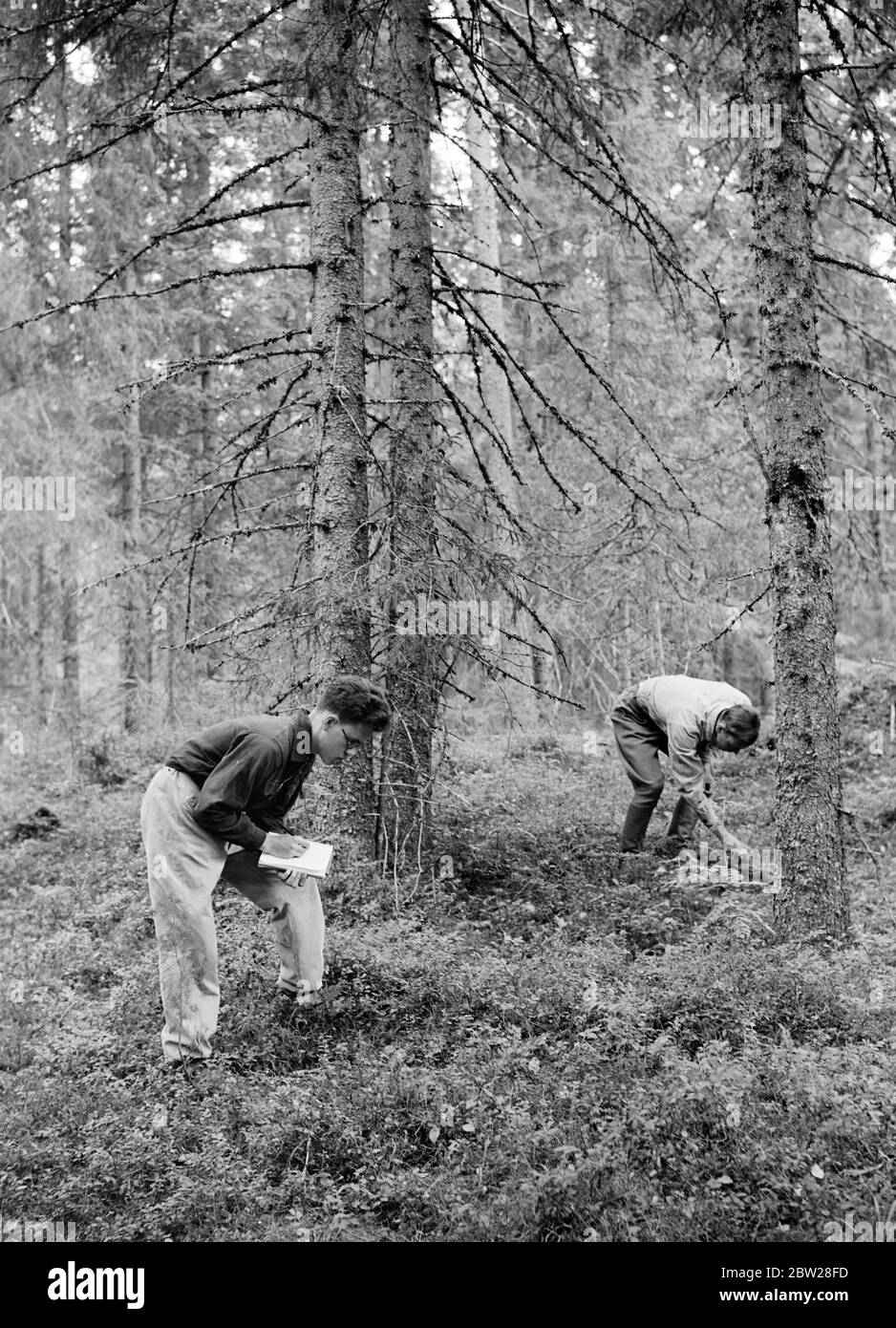 Die größten Förster der Welt. Finnland - Finnischer Alltag Waldakademie von Korkeakoski 1939 die Natur führt sie, wenn sie bestimmen, welche Bäume am besten für den Boden geeignet sind. Aus einer Serie bauten diese Männer die Mannerheim-Linie - die finnische Zone der Grenzbefestigungen wurde vollständig von den finnischen Menschen entworfen und gebaut. Finnische Ingenieure begannen die Arbeit auf der Linie im Jahr 1937, aber es war nicht bis in diesem Sommer im Jahr 1939, dass die Arbeiten beschleunigt und abgeschlossen. Dann, im Bewusstsein der Gefahren einer schwachen Grenze, gaben junge finnische Männer und Studenten ihre Sommerferien auf, um voluntari zu helfen Stockfoto