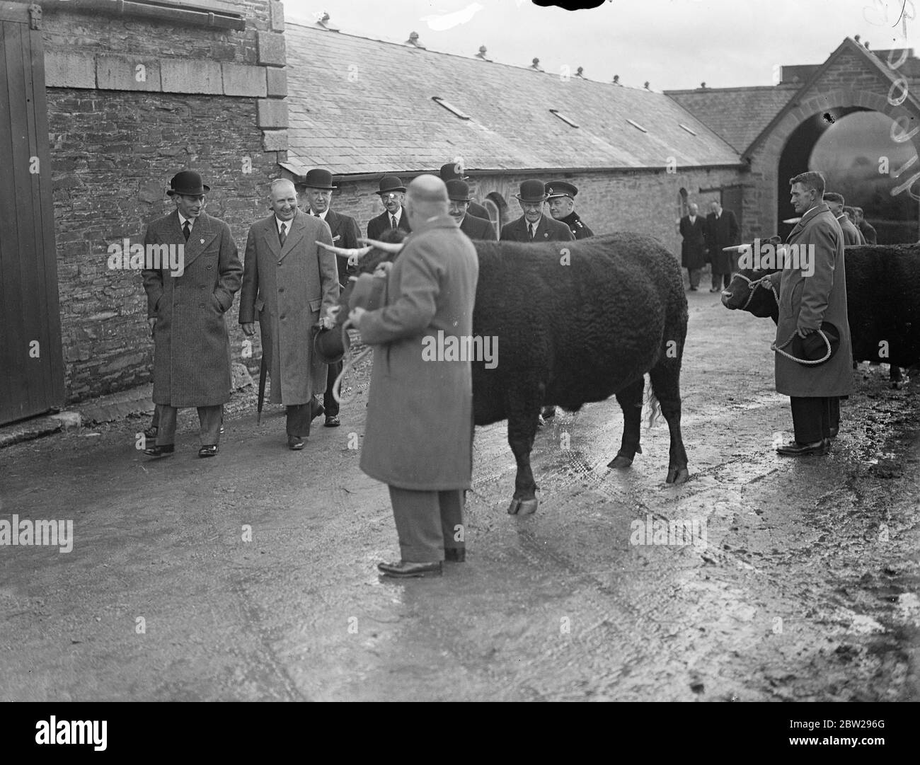 König inspiziert Vieh auf dem Herzogtum Cornwall Anwesen der König begann seine erste Tour durch das Herzogtum Cornwall im Westland, von Hunderten von Landleuten, von denen viele Meilen gereist waren, um ihn zu begrüßen. Er macht eine zweitägige Tour durch die Anwesen. Foto zeigt, der König, Inspektionsstiere auf der Home Farm in Stoke Climaaland, werden einige der Stiere zur Rinderschau nach London geschickt werden. Dezember 1937 Stockfoto