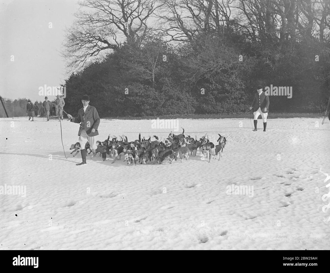 New Forest Beagles treffen sich im Schnee. Ein Treffen der New Forest Beagles fand im Bell Inn, Brook, Hampshire, wo es tiefen Schnee. Es war vorgesehen, dass das Treffen in Round Hill stattfinden sollte, die Bewohner von Mr und Mrs W Craven Ellis, aber der Veranstaltungsort musste geändert werden, weil das Haus schneebefahren ist. Foto zeigt, die Beagles, die sich über den Schnee für den Wald. 11 Dezember 1937 Stockfoto