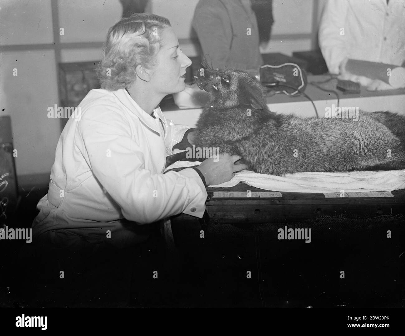 Moderne Schönheitsbehandlung für Füchse in der Londoner Ausstellung. Füchse von Zuchtfarmen in ganz Großbritannien sind auf der Black and Silver Fox Exhibition zu sehen, die in der Royal Agricultural Hall in Islington eröffnet wurde. Solche Schönheitshilfen wie Shampoos, elektrische Haartrockner und Staubsauger werden verwendet, um das Fell in den feinsten Zustand zu bringen. Foto zeigt, ein Mädchen Aussteller 'flüstert' zu einem Silver Fox, die 'muzzled' für die Sicherheit. November 1937 Stockfoto