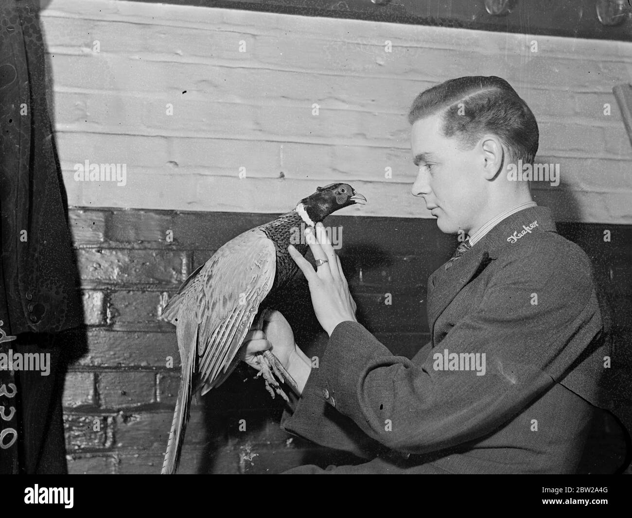 London Zoo Keeper mit magnetischen Augen können Vögel hypnotisieren. Keeper Arthur Hopper vom London Zoo hat die interessante Entdeckung gemacht, dass er die Kraft hat, Vögel zu hypnotisieren. Herr Hopper bleibt fest am Vogel und schon bald beginnt eine magnetische Qualität in seinen Augen zu wirken. Obwohl in jeder Hinsicht gesund und normal, legt sich der Vogel hin und rollt, obwohl seine Augen noch weit offen sind. Der Vogel steht ganz unter der Herrschaft von Herrn Hopper. Foto zeigt, das Motiv, der Chinese Ringed Neck Pheasant, liegt mit weit geöffneten Augen, ganz unter dem Einfluss von Keeper Arthur Hopper's Magnet Stockfoto