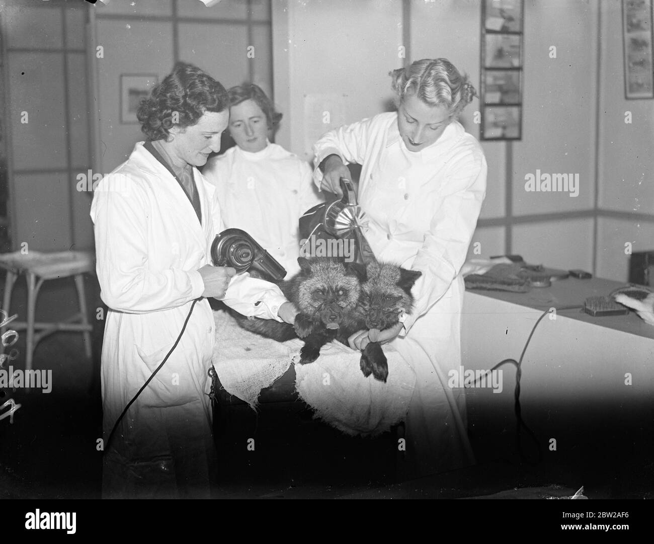 Moderne Schönheitsbehandlung für Füchse in der Londoner Ausstellung. Füchse von Zuchtfarmen in ganz Großbritannien sind auf der Black and Silver Fox Exhibition zu sehen, die in der Royal Agricultural Hall in Islington eröffnet wurde. Solche Schönheitshilfen wie Shampoos, elektrische Haartrockner und Staubsauger werden verwendet, um das Fell in den feinsten Zustand zu bringen. Foto zeigt, Mädchen geben Schönheitsbehandlung mit Fön und Staubsauger Tattoo der Exponate. November 1937 Stockfoto