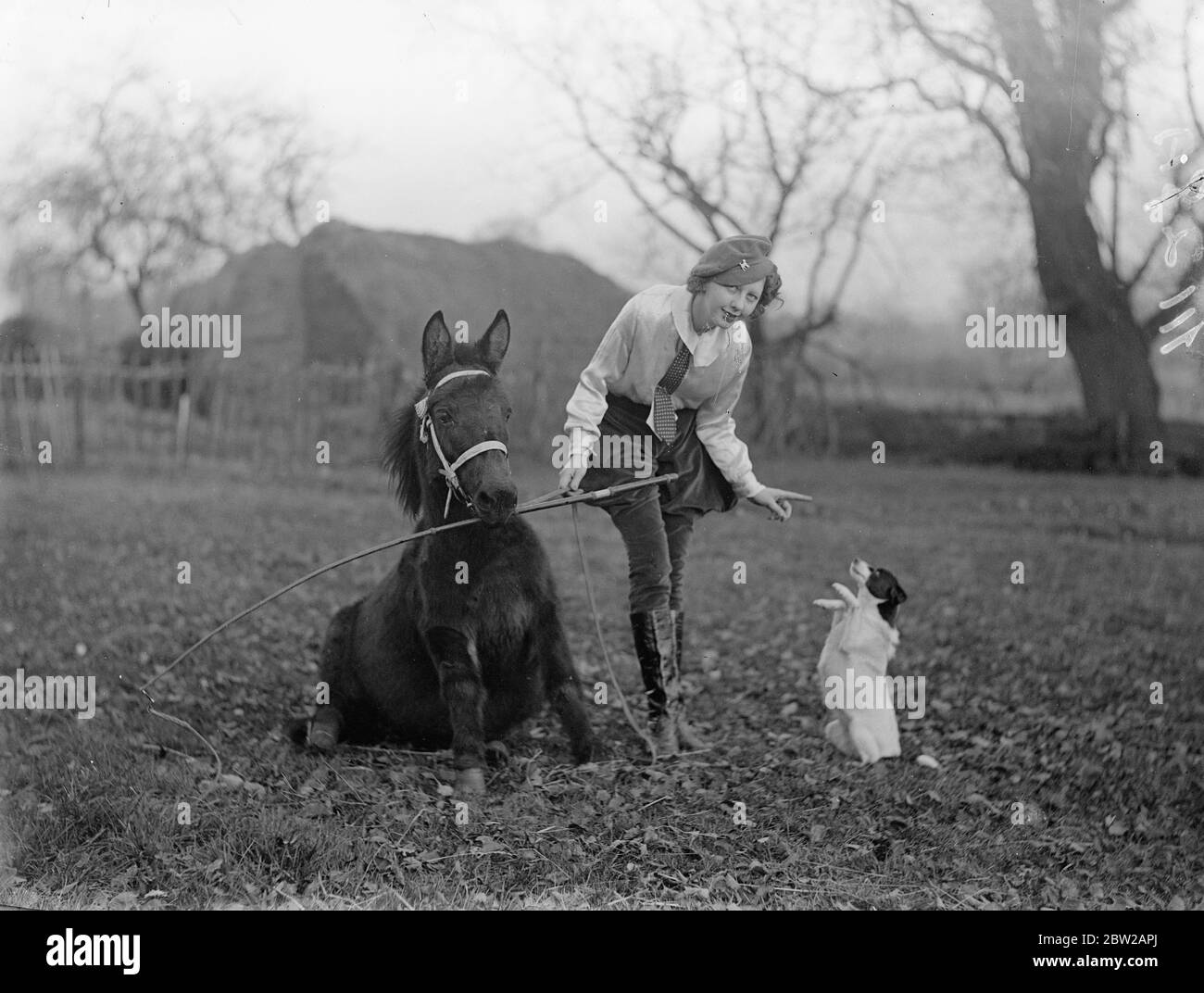 16-jährige Mädchen Tiertrainer, bereitet neue Acts für Weihnachten. Die 16-jährige Olga Astley, eine der jüngsten Tiertrainerinnen Großbritanniens, ist in ihrem Ongar (Essex)-Viertel beschäftigt, um ihren Shetland-Ponys beizubringen und Hunden ihre neuen Acts für die Weihnachtsvorstellung und den Zirkus aufzuführen. Viele von Olga's Tiere erscheinen in Handlungen im ganzen Land. Foto zeigt, Olga Astley lehrt Paddy, das Pony, und testet einen neuen Trick bei Ongar. 14. November 1937 Stockfoto