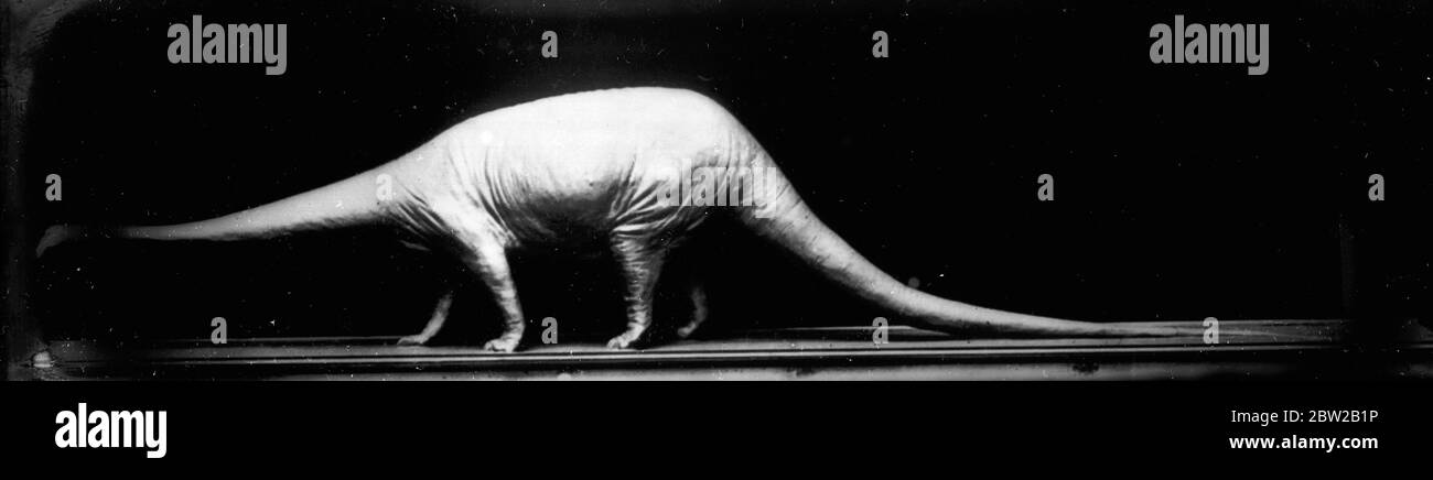 Restaurierungsmodell eines Diplodocus (etwa 85 bis 90 Fuß lang). Stockfoto