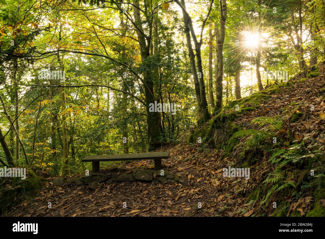 Yearnor Wood entlang des South West Coast Path im Herbst im Exmoor National Park, Somerset, England. Stockfoto