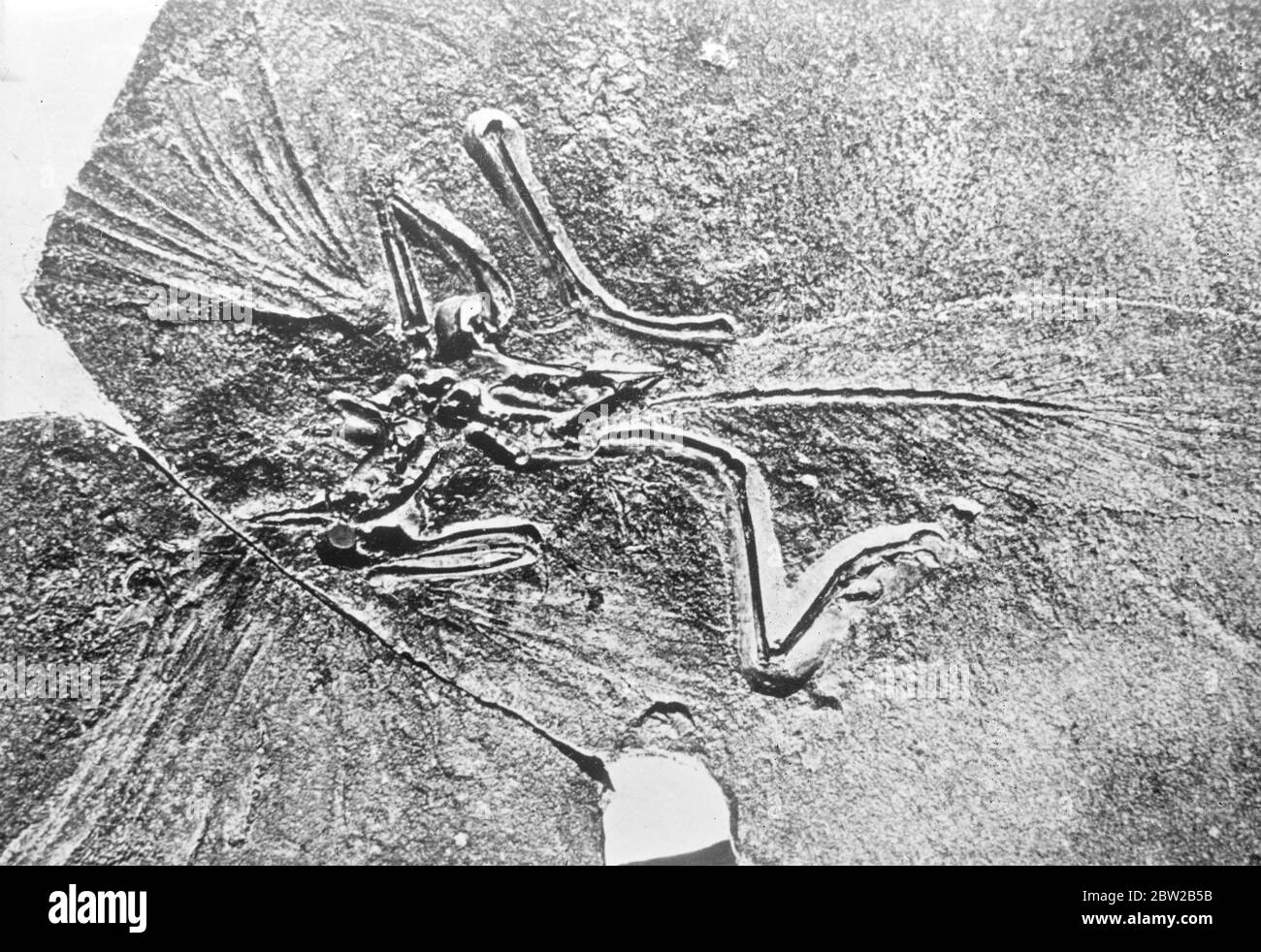 Das Fossil des archaeopteryx (B M Exemplar) Skeletts Stockfotografie