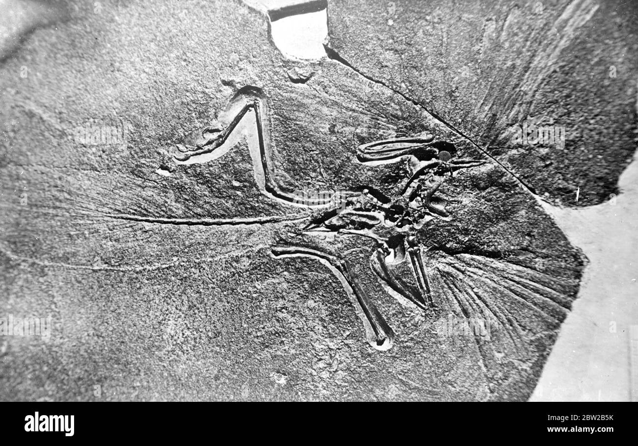 Skelett Des Archaeopteryx Stockfotos und bilder Kaufen Alamy