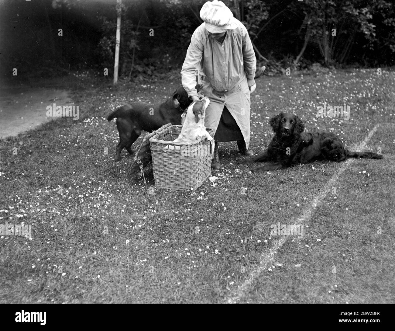 Hotel für Hunde. Jetzt, da die Muzzling-Ordnung in Kraft ist, sind viele Hundeliebhaber verloren zu wissen, was sie mit ihren Haustieren tun sollen, wenn sie im Urlaub sind, um diese Schwierigkeit zu überwinden, wurde ein Hotel in Blackheath, nahe Colchester, begonnen. Wo 30 Hunde bereits empfangen wurden - die Kosten für Verpflegung und Betreuung beträgt ca. 4/-pro Tag. Juni 1919 Stockfoto
