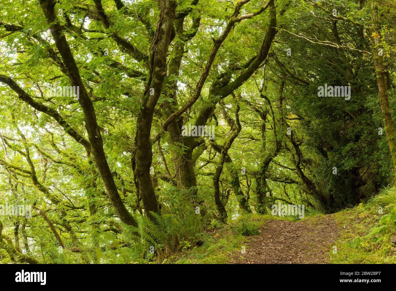 Yearnor Wood entlang des South West Coast Path im Herbst im Exmoor National Park, Somerset, England. Stockfoto