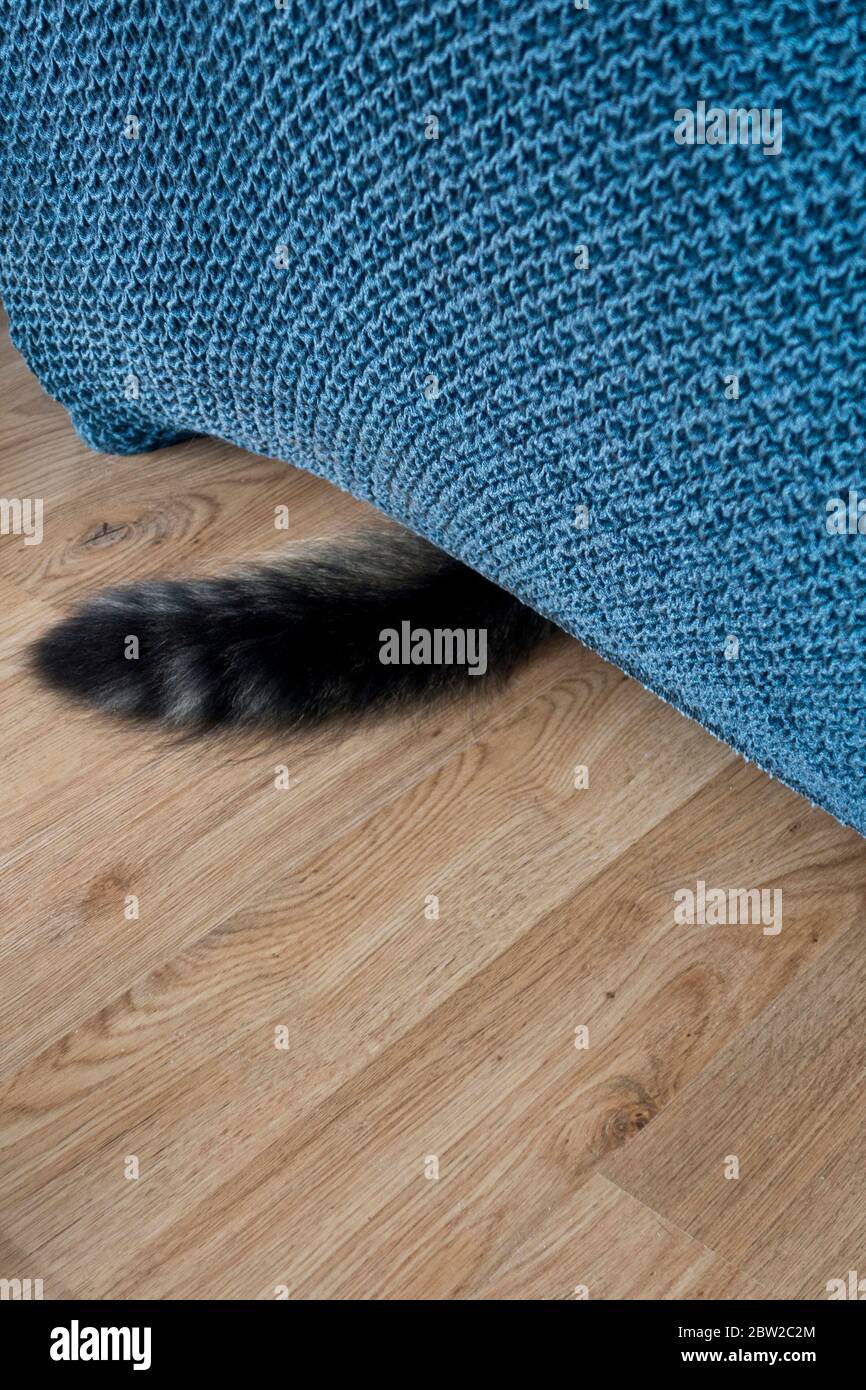 Neue Katze Versteckt Sich Unter Sofa Katze versteckt sich unter der couch -Fotos und -Bildmaterial in hoher
