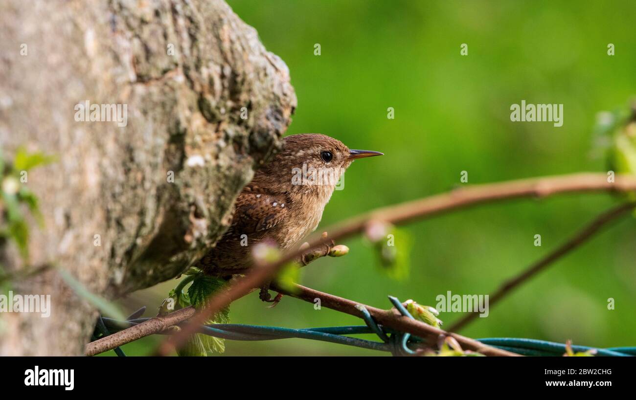 Certhia familiaris Stockfoto