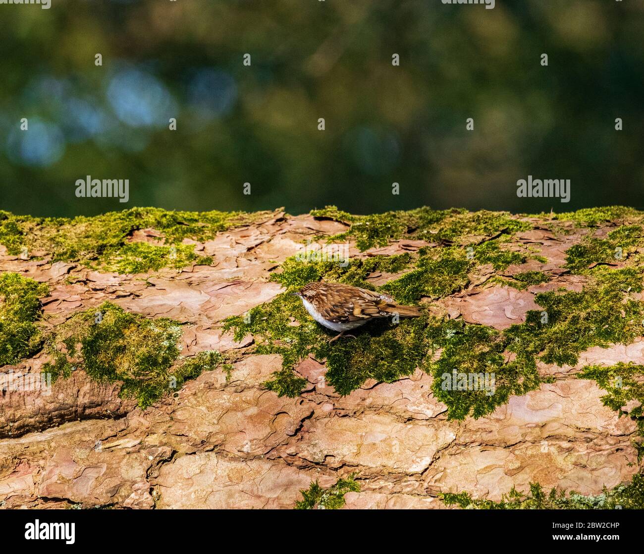 Certhia familiaris Stockfoto