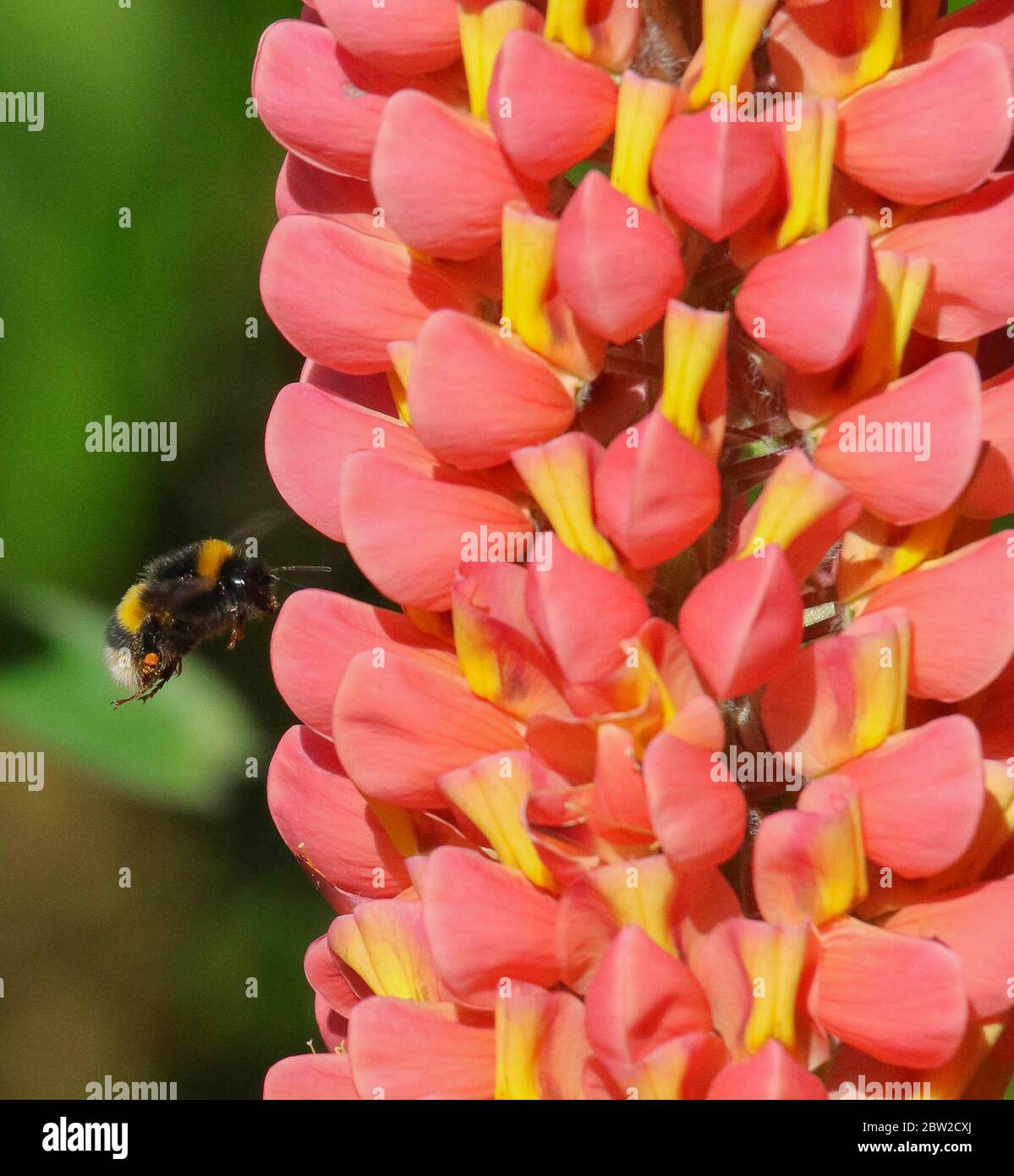 Magheralin, County Armagh, Nordirland. 29 Mai 2020. UK Wetter - ein warm heller Start in den Tag mit Temperaturen bis Mitte der zwanziger Jahre zu klettern. Blauer Himmel und Sonnenschein heute mit dem gleichen Morgen. Eine Hummel (Bombus terrestris), die zwischen korallenrosa gefärbten Lupinen (lupinus)-Blütenköpfen fliegt. Kredit: CAZIMB/Alamy Live News. Stockfoto