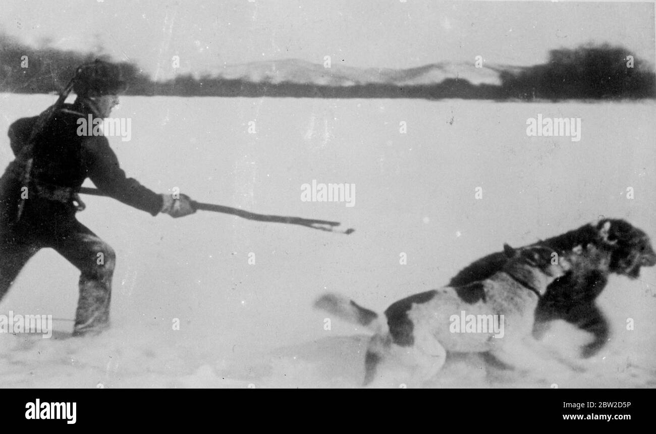 Als der russische Jäger einen auftrag erhält, einen Tiger zu fangen, passt er sich nicht für eine tropische Reise, sondern zieht seine Schneeschuhe an und sucht sein Spiel in den verschneiten Wüsten der Region Chabarowsk, durch die der Amur fließt, An der Pazifikküste der Sowjetunion. Diese Bilderserie zeigt die spannende Jagd durch den Schnee vom Moment an, an dem das Ziel zitiert wird, bis es, von Hunden bedrängt, sich in Schach dreht und nach einem heftigen Kampf gefangen wird, in dem es schreckliche Zähne und Krallen zu guter Wirkung verwendet. Die einzige Waffe des Jägers besteht in der Regel aus einem Gabelstock, mit dem sie pinnen Stockfoto