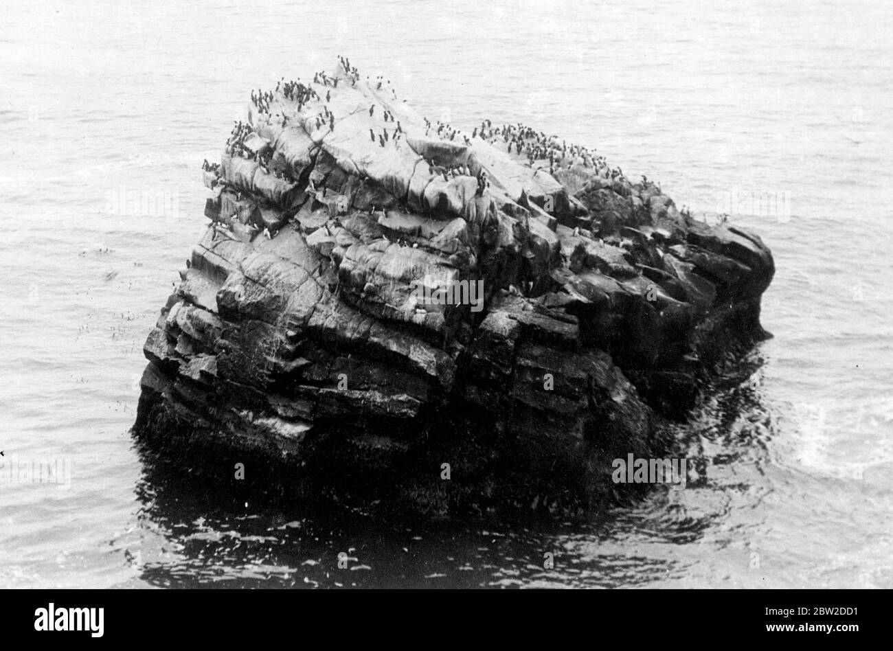 Ein düsterer, einsamer Felsen vor der Küste Sibiriens, der von den eisigen Gewässern des Beringmeeres, das von Seevögeln besiedelt wurde, gespült wird. Einige der Vögel können auf dem Wasser schwimmend gesehen werden, während sie Fische suchen. 24. Oktober 1938 Stockfoto