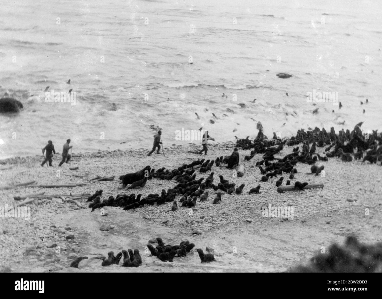 Robben, die ziellos wie eine Herde verängstigter Schafe flattern, versuchen, den sowjetischen Jägern am Strand der Commander Islands, einer Gruppe der Beringseeküste, vor Kamtschatka, UdSSR, zu entkommen. Andere Robben sind in die Brandung entflohen. Die Sowjets haben die Insel zu einem Nährboden für Werte für die Haltung von Tieren, insbesondere Robben, gemacht. 24. Oktober 1938 Stockfoto