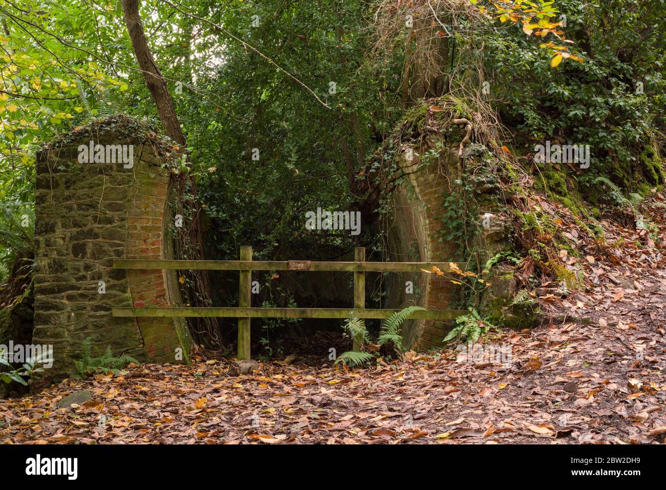 Die Tunnel im Yearnor Wood entlang des South West Coast Path im Exmoor National Park in der Nähe von Porlock, Somerset, England. Stockfoto