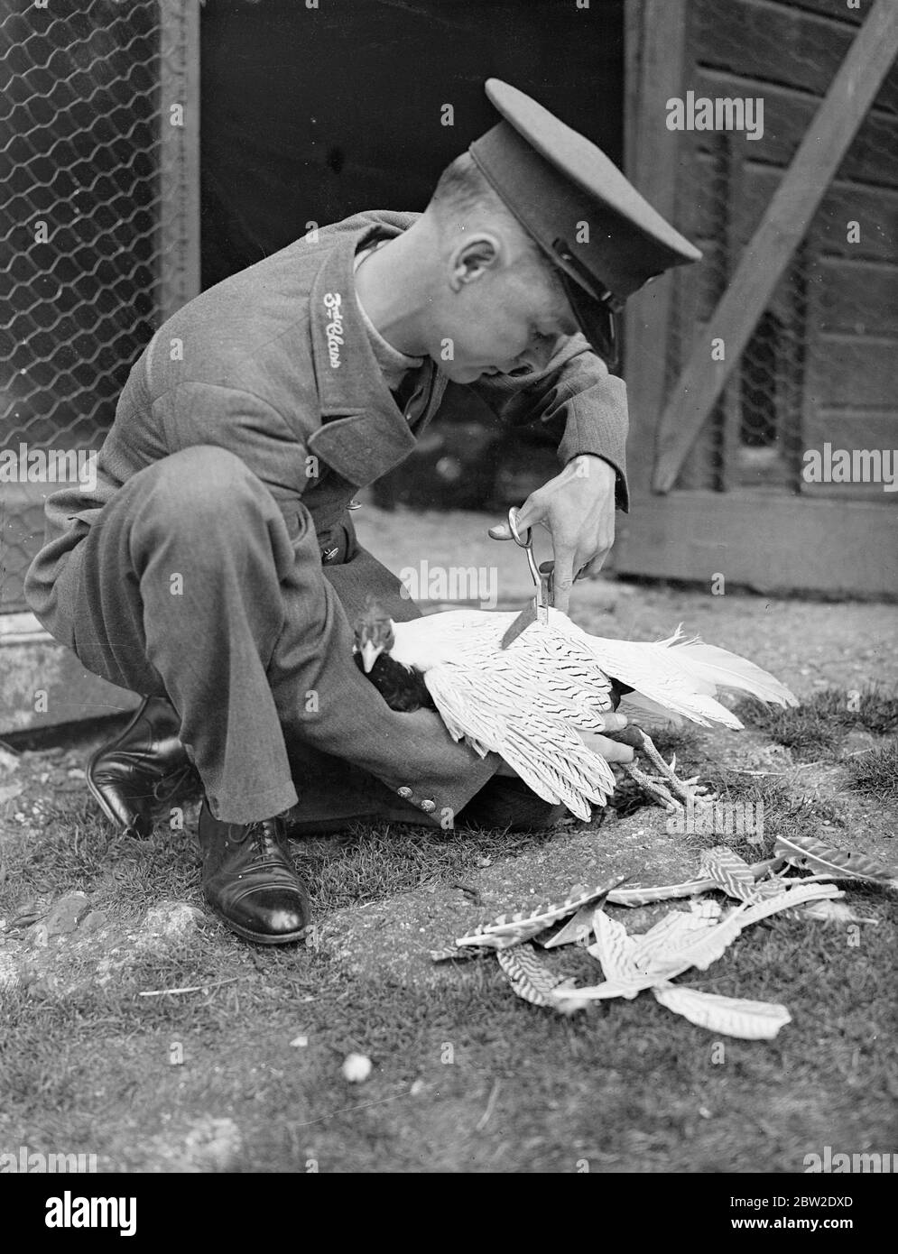 Ein chinesischer Silberpfheasant, der seine Flügel von Pfleger A. Hopper im Londoner Zoo einreißen lässt, um zu verhindern, dass er wegfliegt. Sporen wachsen jedes Jahr neue Federn und müssen sich der Überschrift einen Flügelschnitt unterwerfen. Bis 27. August 1937 Stockfoto
