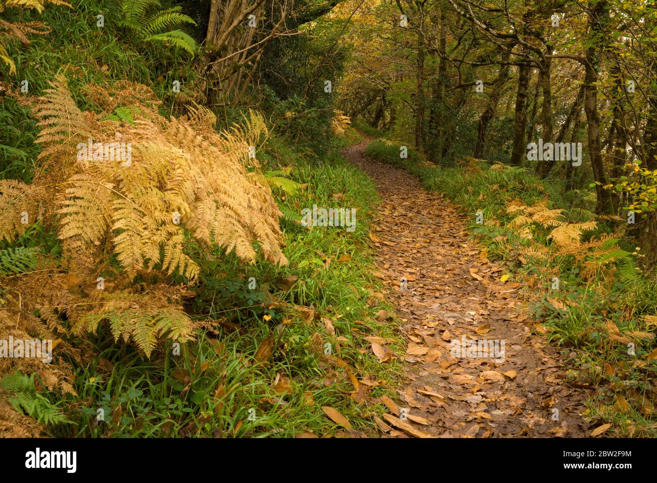 Yearnor Wood entlang des South West Coast Path im Herbst im Exmoor National Park, Somerset, England. Stockfoto