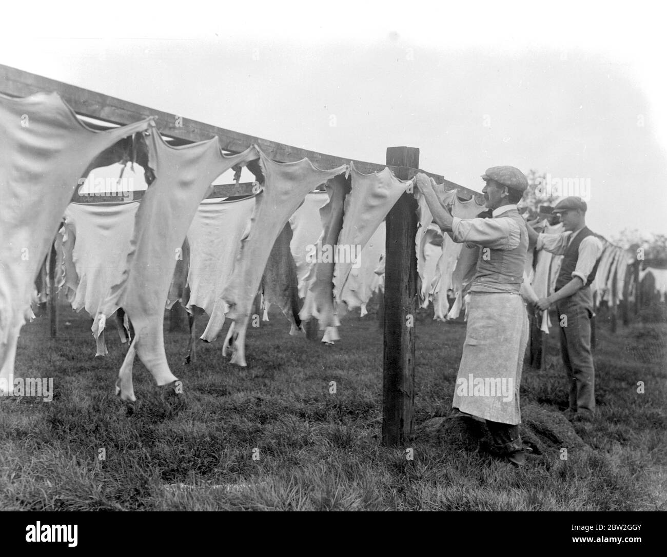 Die Lederindustrie der Chamois in Hackbridge ( J. Beach und Son ). Aufhängen von Häuten nach Sonnenbleichen trocknen. [Kein Datum] Stockfoto