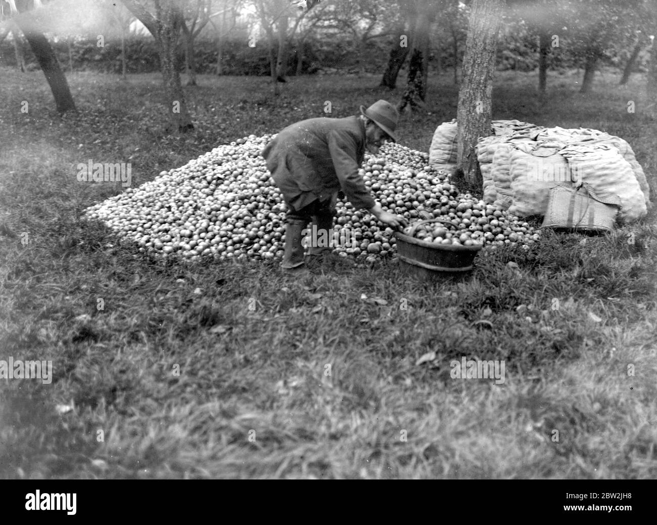 Apfelwein in Devonshire. November 1919 Stockfoto