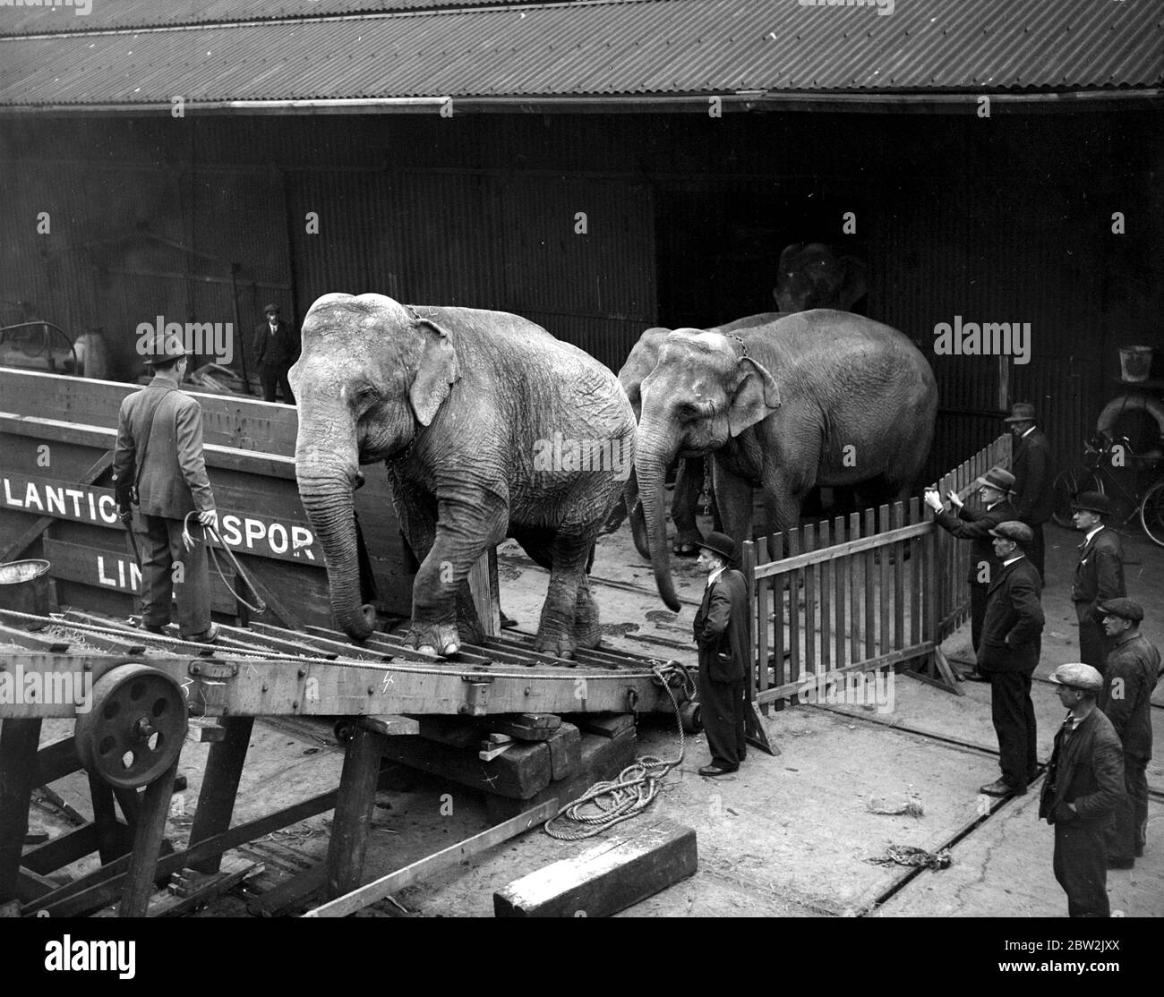 Gegen die Verwendung eines Gangway hielten diese Circus Elephants den American Farmer am Royal Albert Dock hoch, bis die Umstände es ihnen erlaubten, mit dem Quayside an Bord zu gehen. Sie sind auf dem Weg zur Panamerikanischen Ausstellung in Dallas, Texas. 23. April 1937 Stockfoto