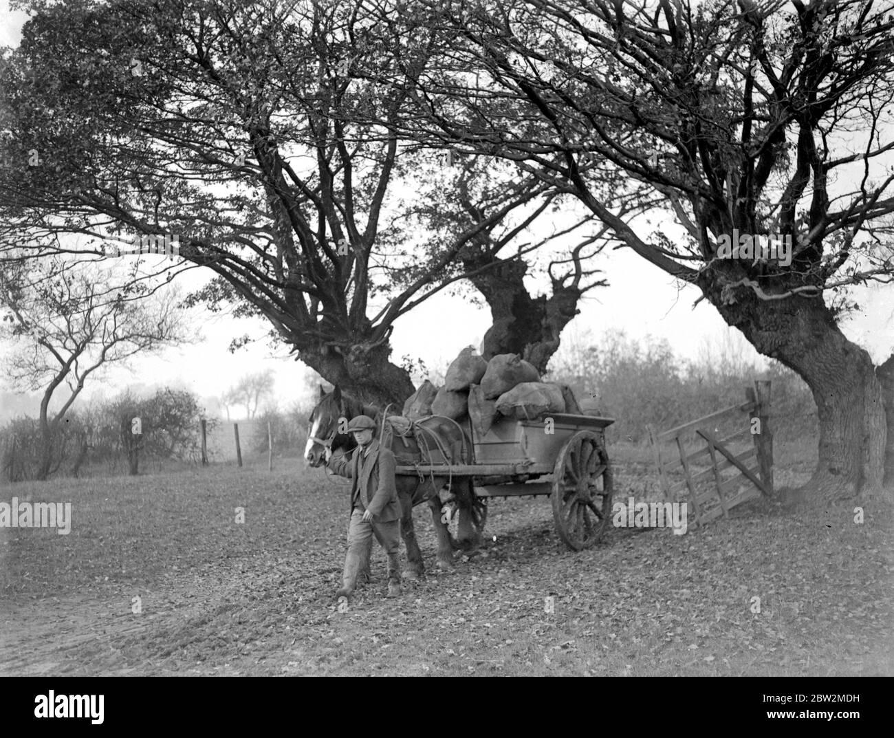 Farmszene. Ein Pferdewagen, der durch die Bäume fährt. 1934 Stockfoto