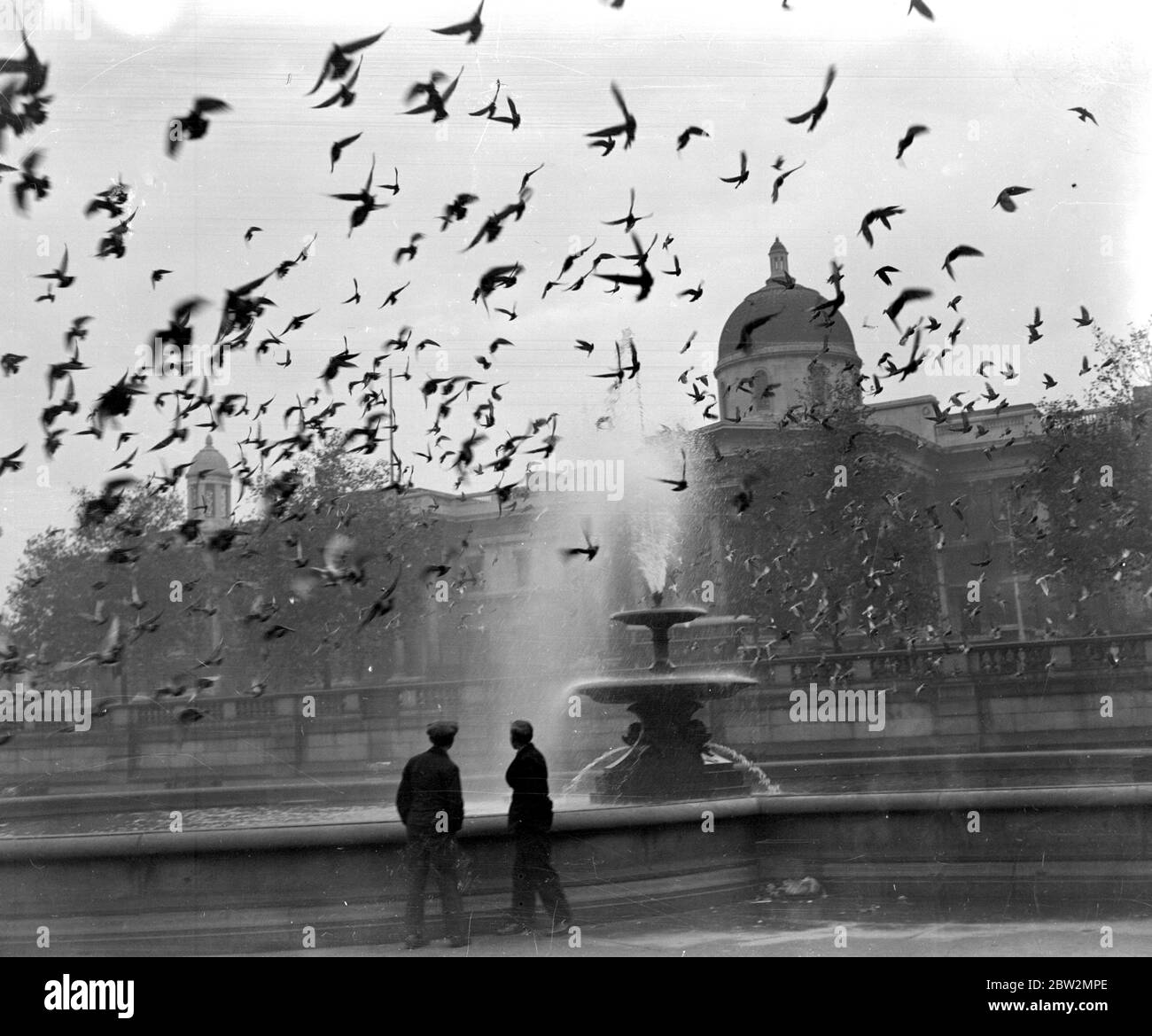 Trotz des Ausdünnungsprozesses der letzten Zeit sind die Tauben auf dem Trafalgar Square immer noch zahlreich. Stockfoto
