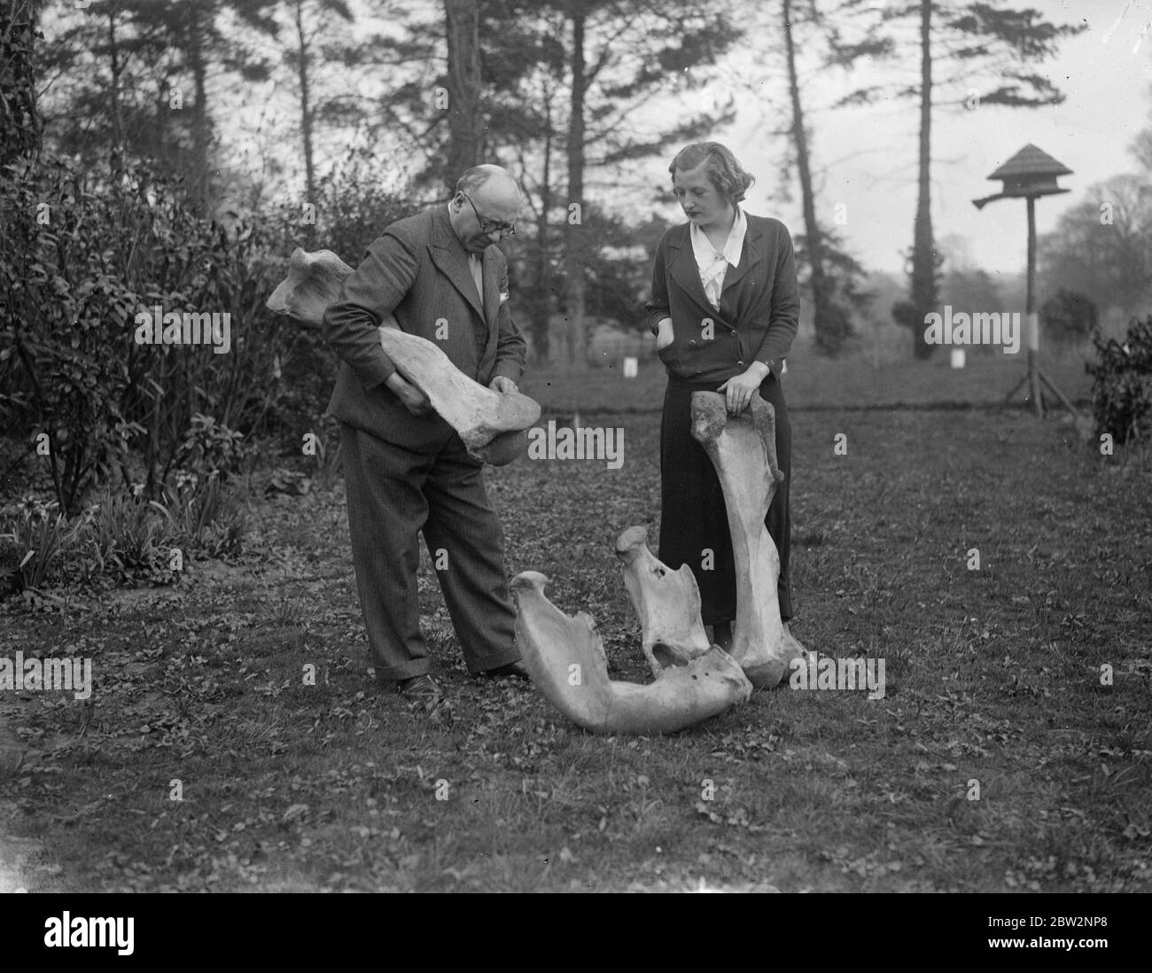 Knochen von Brontosaurus Monster, das lebt , 50 , vor 000 Jahren bei Hurley entdeckt . Riesige Knochen, die es behauptet wird, sind die eines brotosaurus Monster, die lebte mehr als 50, vor 000 Jahren, wurden in Ye Old Bell Inn entdeckt, in Hurley, Berkshire. Herr H Carpenter of Reading ein Mitglied der Berkshire Archeological Society erklärt, dass die Knochen leicht als die eines Brontosaurus erkennbar sind. Foto zeigt, Miss Tate Untersuchung der Knochen in den Zacken des Ye Old Bell Inn, in Hurley. 16 April 1934 . Stockfoto