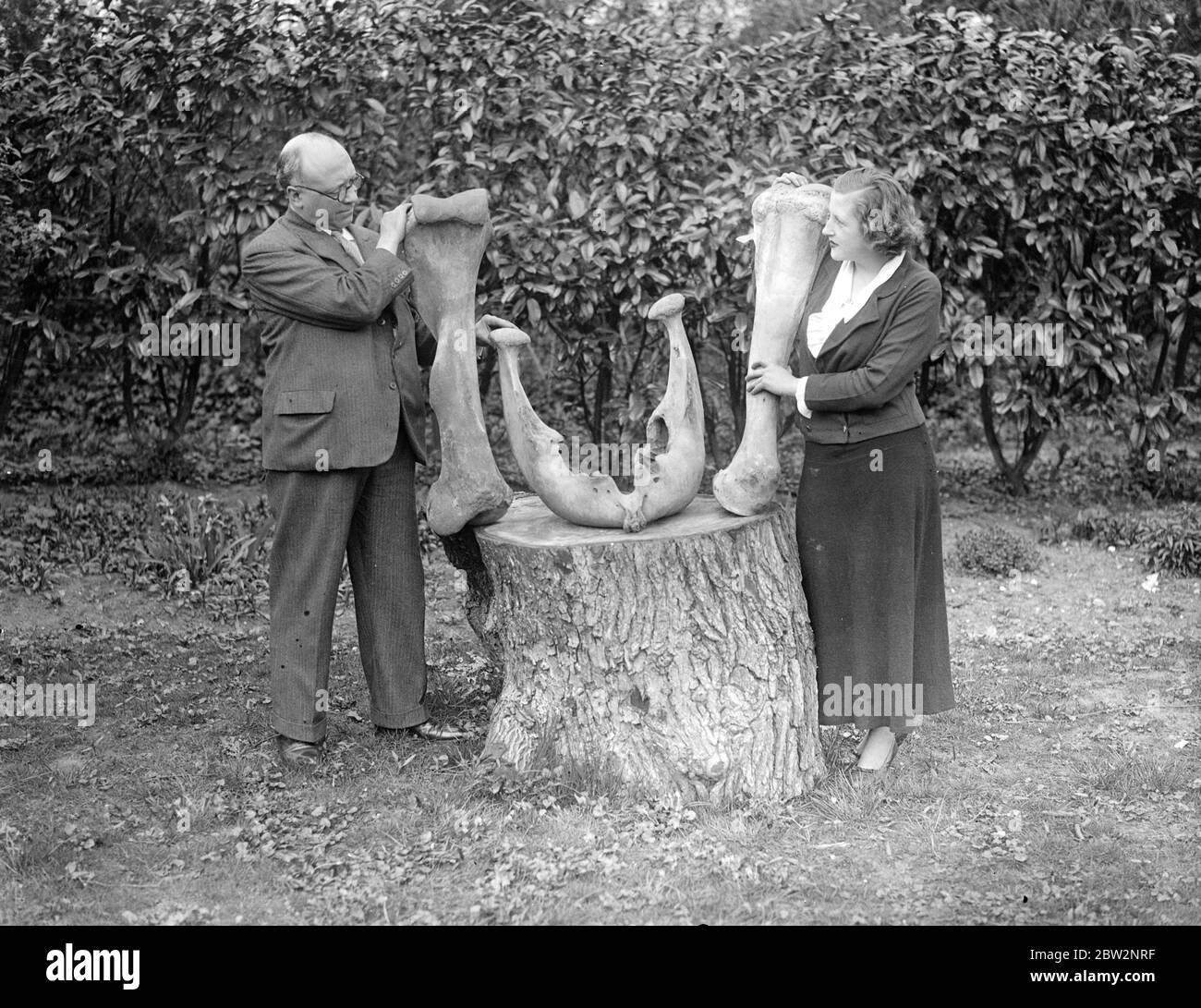 Knochen von Brontosaurus Monster, das lebt , 50 , vor 000 Jahren bei Hurley entdeckt . Riesige Knochen, die es behauptet wird, sind die eines brotosaurus Monster, die lebte mehr als 50, vor 000 Jahren, wurden in Ye Old Bell Inn entdeckt, in Hurley, Berkshire. Herr H Carpenter of Reading ein Mitglied der Berkshire Archeological Society erklärt, dass die Knochen leicht als die eines Brontosaurus erkennbar sind. Foto zeigt, Miss Tate Untersuchung der Knochen in den Zacken des Ye Old Bell Inn, in Hurley. 16 April 1934 . Stockfoto