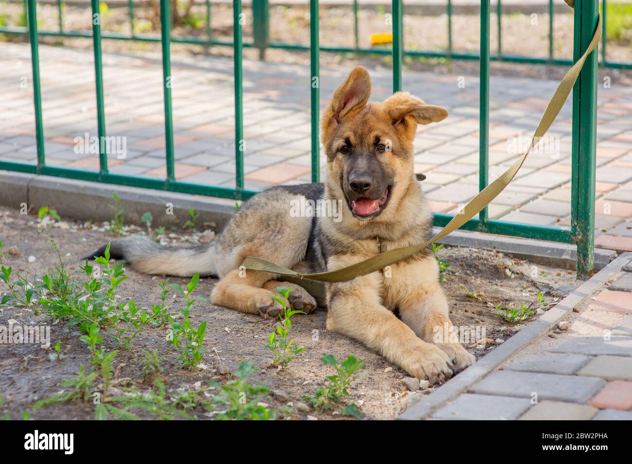 Shepherd Portrait. Europäischer Schäferhund-Welpe. Hund für einen Spaziergang Stockfoto