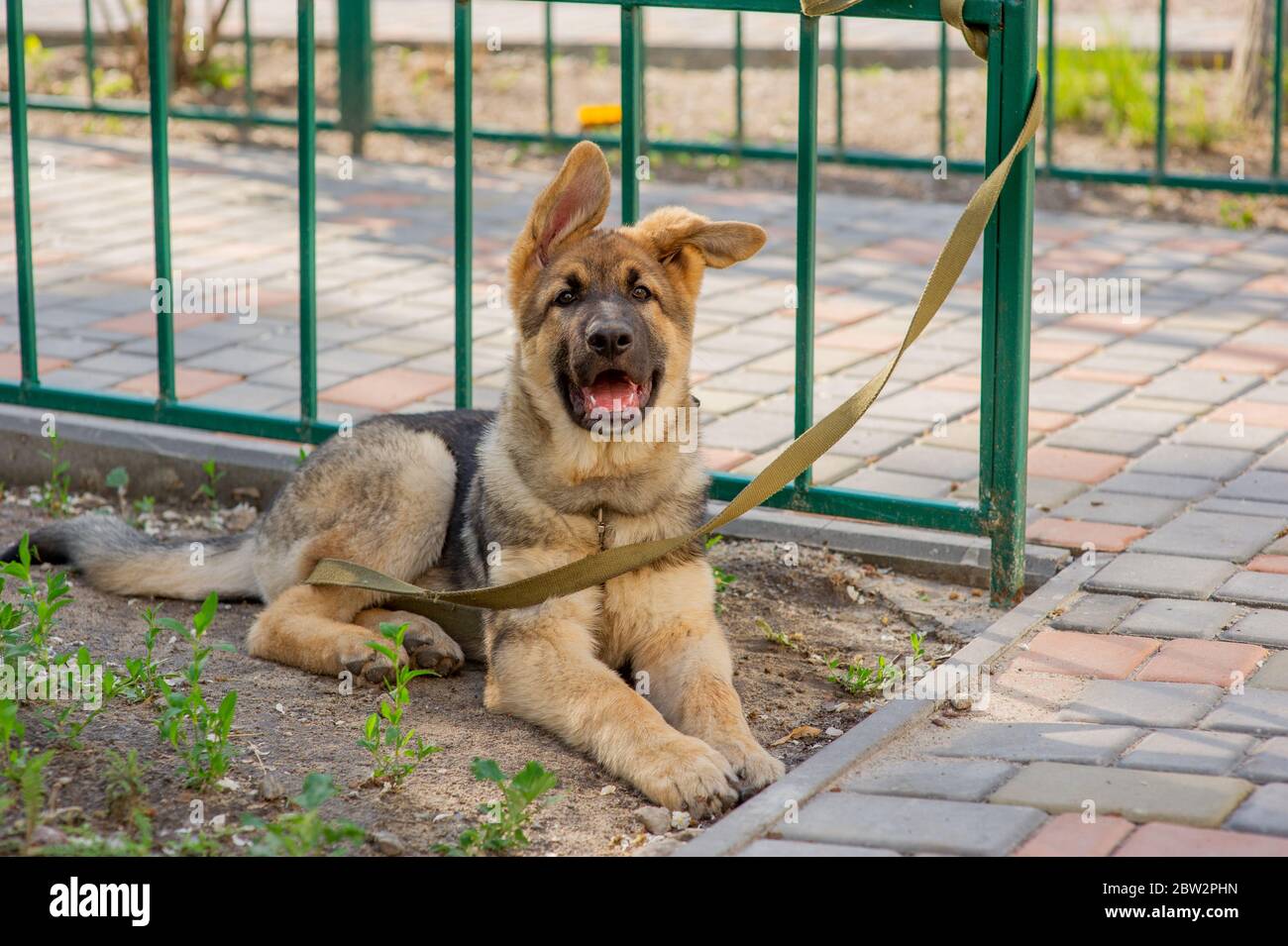 Shepherd Portrait. Europäischer Schäferhund-Welpe. Hund für einen Spaziergang Stockfoto