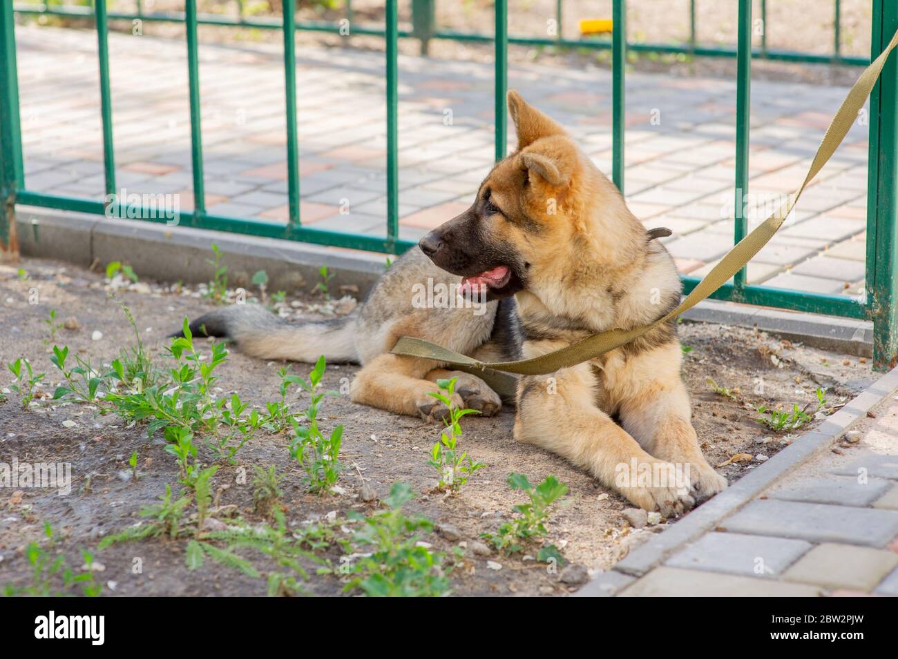 Shepherd Portrait. Europäischer Schäferhund-Welpe. Hund für einen Spaziergang Stockfoto