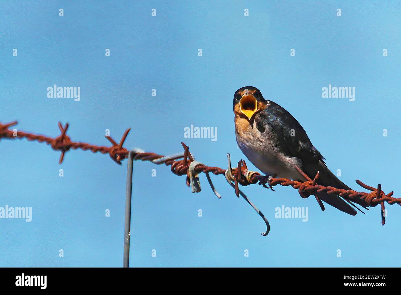 Willkommen Schwalbe ruft während auf Stacheldraht gehockt Stockfoto