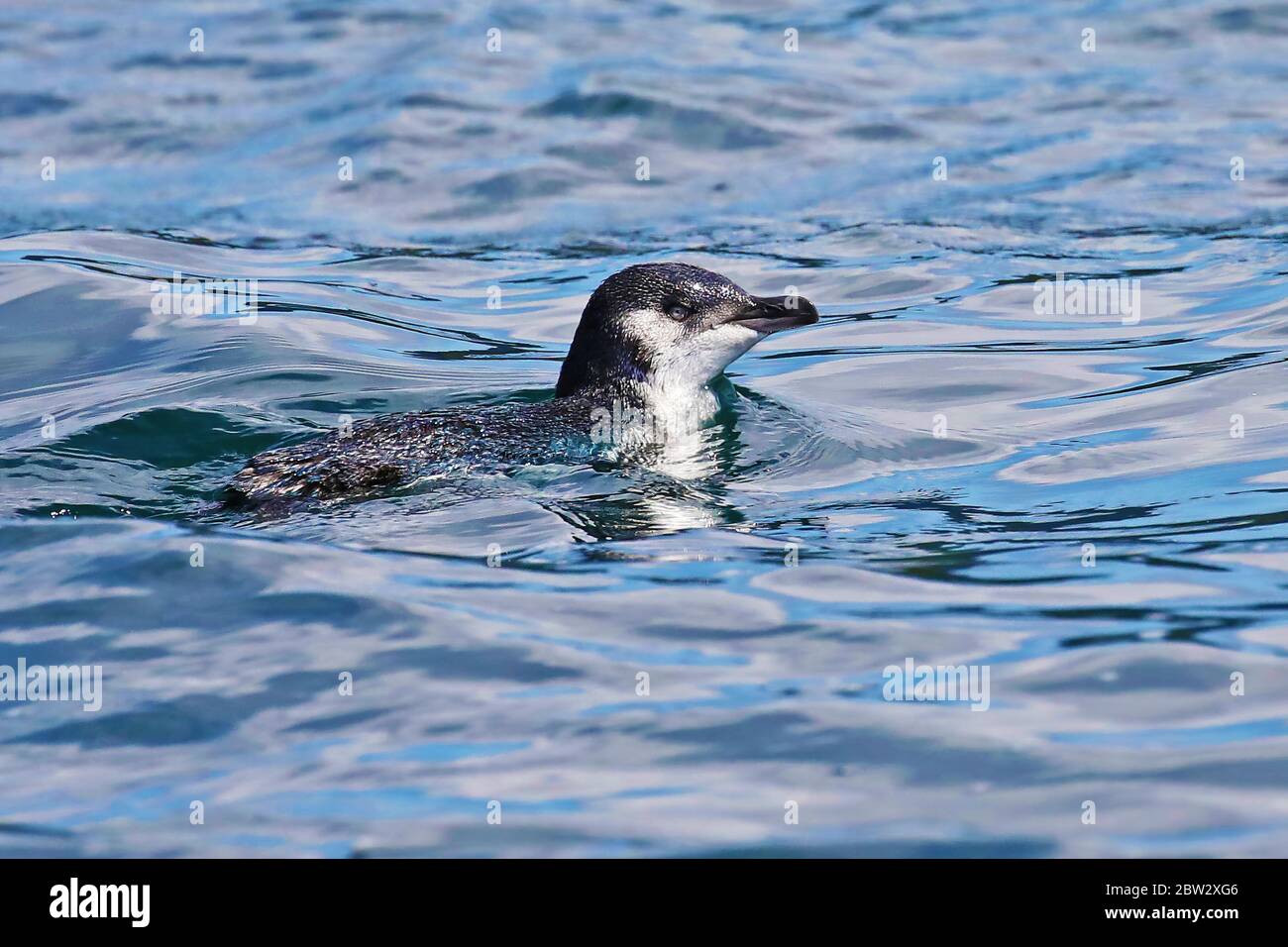 Kleiner Pinguin in neuseeländischen Gewässern Stockfoto