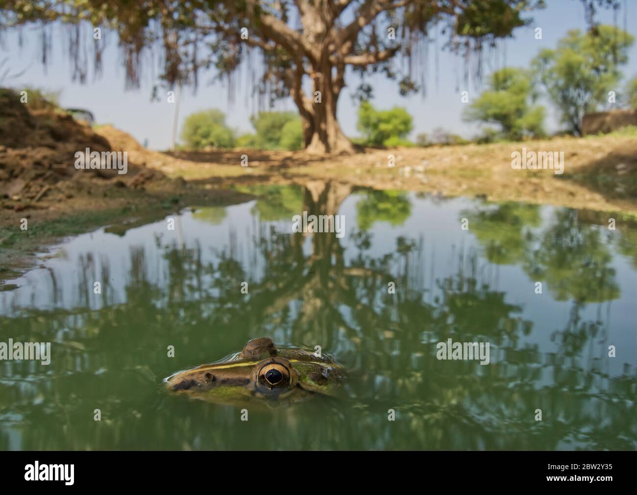 indischer Bullenfrosch in einem Teich Stockfoto