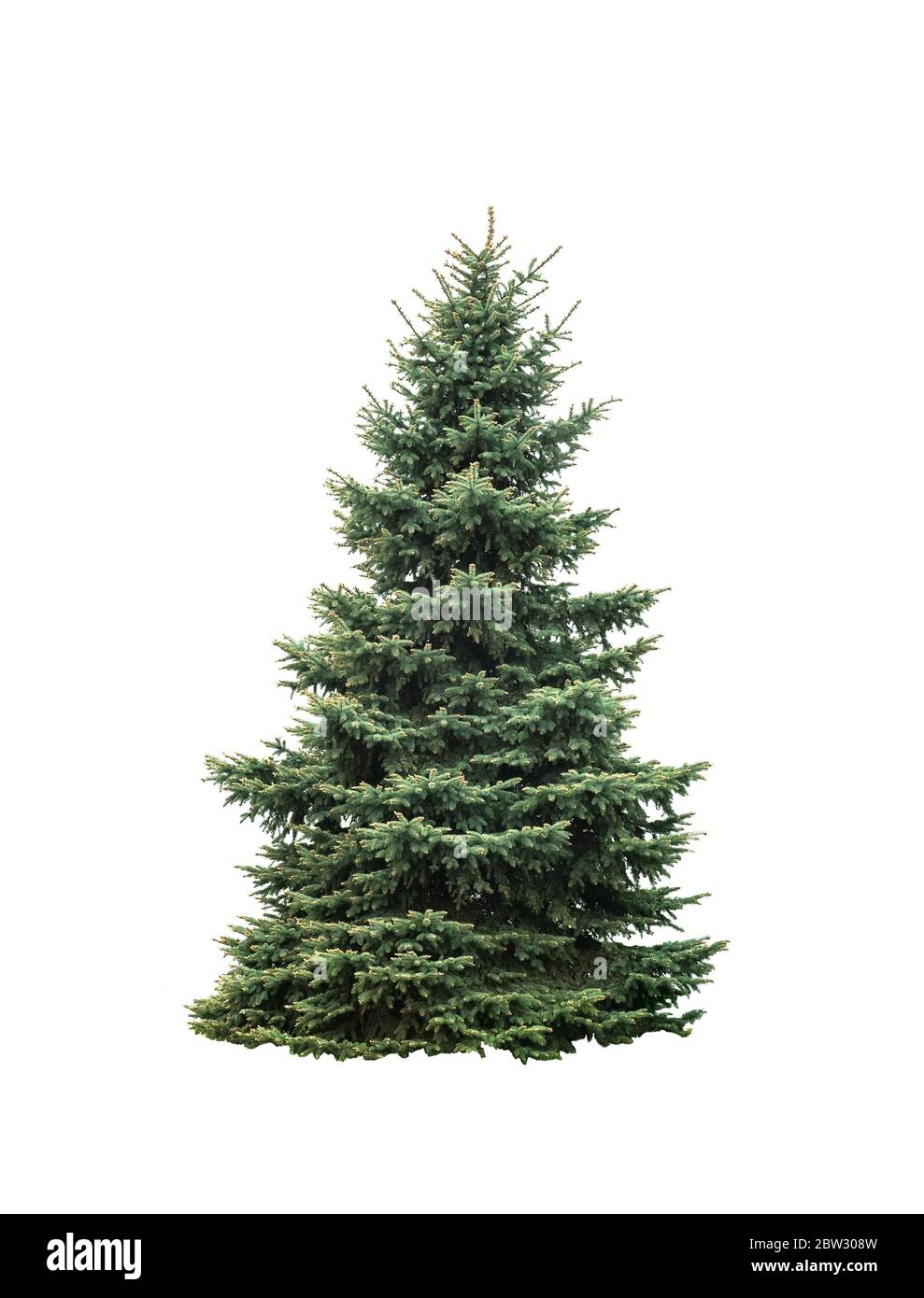 Große grüne Tanne isoliert auf weißem Hintergrund. Hoher natürlicher weihnachtsbaum ausgeschnitten Stockfoto