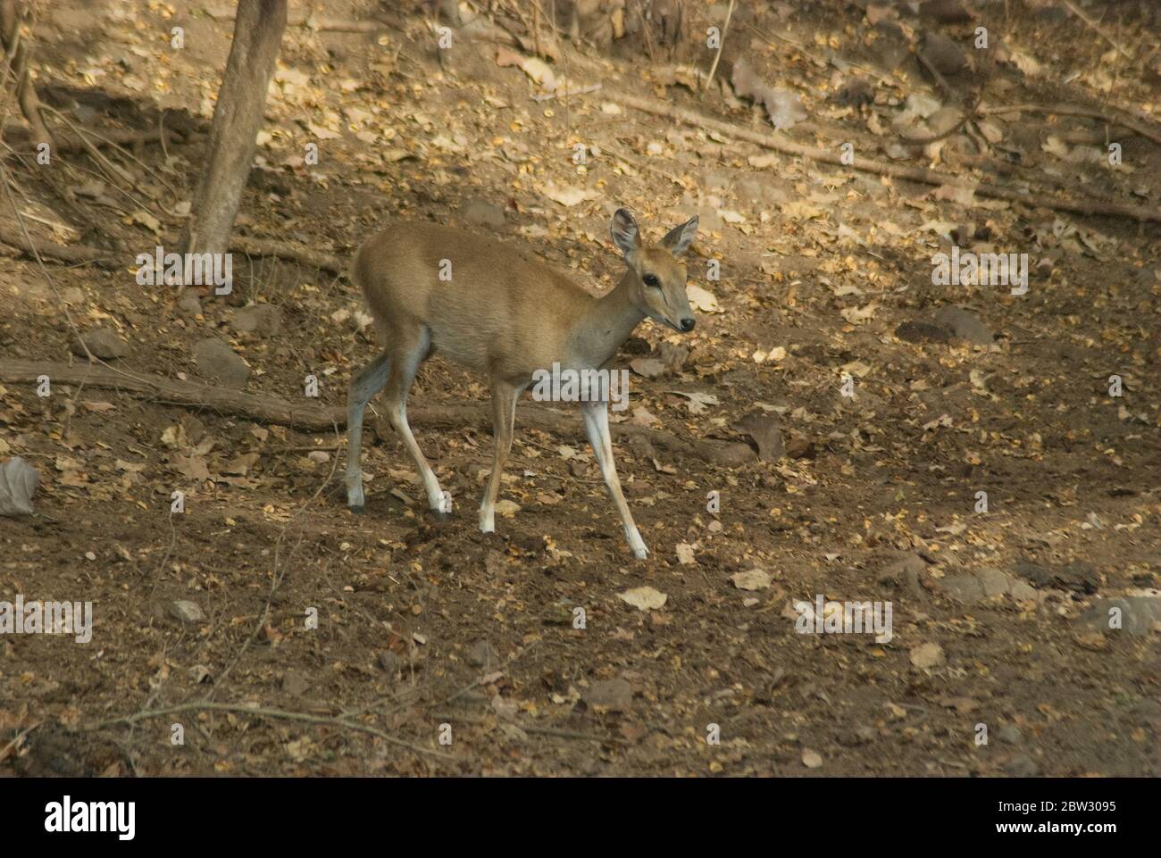 Vierhörnige Antilope (Tetracerus quadricornis), oder chousingha im Gir Nationalpark, Gujarat, Indien Stockfoto