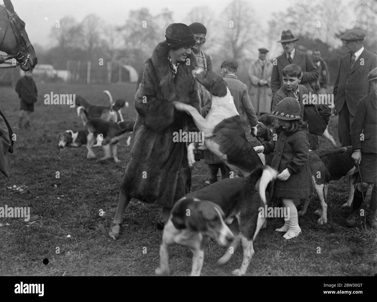 Freunde finden bei Garth Hunt . Einer der Hunde, der sich mit einem Anhänger am Beginn der Garth Hunt von Inglemere Farm, Ascot. 31. Januar 1932 Stockfoto