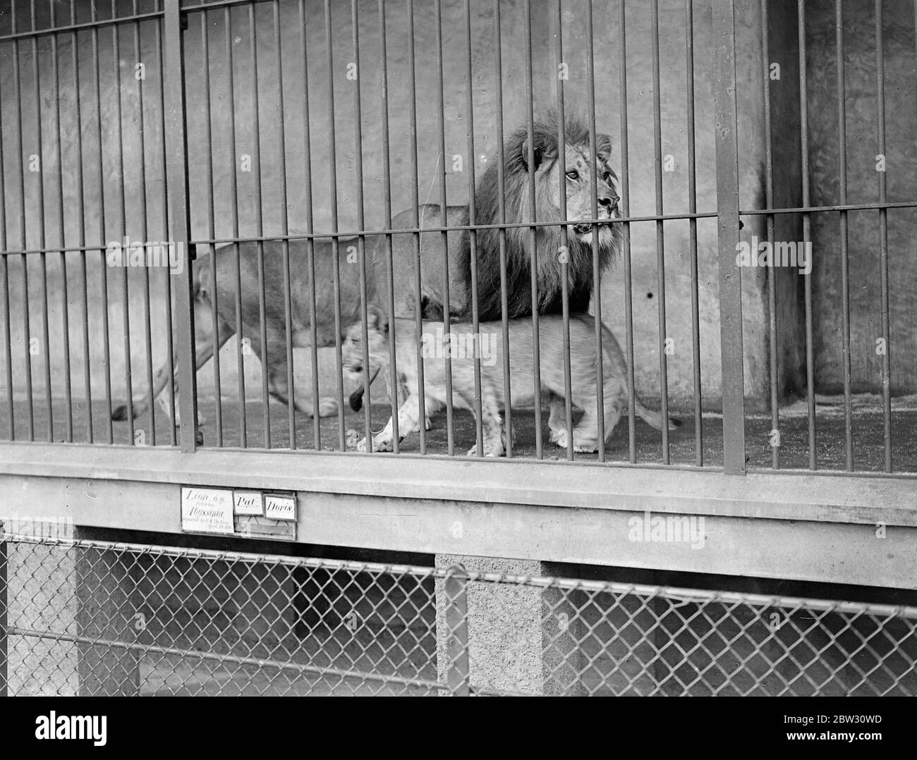 Der König ' s Löwen . Vater und Tochter im Londoner Zoo. Pat, der Löwe des Königs und sein junges Lola spielen heute im Londoner Zoo. 31 März 1932 Stockfoto