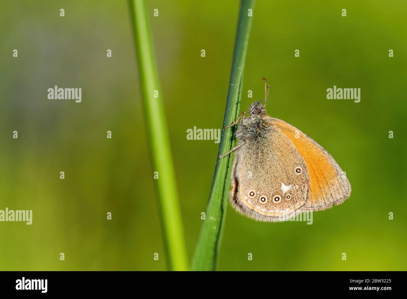 Kastanienheilung - Coenonympha Glycerion, kleiner verborgener Schmetterling aus europäischen Wiesen und Wiesen, Zlin, Tschechische Republik. Stockfoto